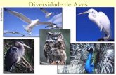 Diversidade de Aves - UFPA de... · Anseriformes - Anatidae Amazonetta brasiliensis Dendrocygna autumnalis. Falconiformes- ... Grande diversidade de aves Muitaas écies primitivas