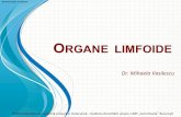 ORGANE LIMFOIDE - seria7.weebly.com · Studiu histologic pentru: Organ limfoid primar: -Timusul Organe limfoide secundare: -Ganglionul limfatic -Splina -Amigdala palatină -MALT (țesut