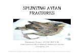 SPLINTING AVIAN FRACTURES - IWRC · SPLINTING AVIAN FRACTURES ... broken and splint it anyway since it may be a greenstick or capillary fracture. ... Transverse, Oblique, Spiral: