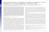 Immunochemical recognition of A2E, a pigment in the ...turroserver.chem.columbia.edu/PDF_db/publications... · Contributed by Nicholas J. Turro, July 19, ... and Cell Biology, ...