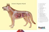 Innere Organe Hund - tieraerzte-nordhessen.de · Innere Organe Hund Innere Organe Hund 1 große Körperschlagader (Aorta) 2 Speiseröhre (Oesophagus) 3 Magen (Ventriculus, Gaster)