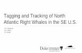 Tagging and Tracking of North Atlantic Right Whales in …€¦ · Tagging and Tracking of North Atlantic Right Whales in the SE U.S. D.P. Nowacek S.E. Parks A.J. Read