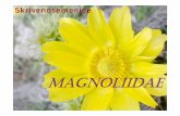 Predavanje S 07 01 Magnoliidae - pmf.ni.ac.rs · Kanarskim ostrvima i Maderi (Apollonias, Laurus, Ocotea, Persea). Magnoliidae Fam Lauraceae Ci h Habitus: Uglavnom zimzeleno drve: