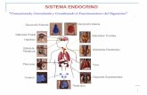 SISTEMA ENDOCRINO Comunicando, Controlando y … · Las actividades de órganos completos. ... secreción de la hormona del paratiroides se regula por los niveles de calcio en sangre.
