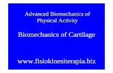 Biomechanics of Cartilage - Fisiokinesiterapia · Types of Cartilage •Hyaline – Synovial joints – Dense, translucent, connective tissue • Fibrocartilage – Transitional cartilage