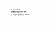 Dr. Eugen End Physiological Occlusion of Human Dentition · 2014-12-10 · Physiological Occlusion of Human Dentition ... factor for the development of structural joint alterations.