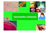 Haemophilus influenzae - pharmaetudes.com internat/monographies-de... · 1 – Généralités Agent pathogène • Famille des Pasteurellaceae • Plusieurs espèces : inﬂuenzae,