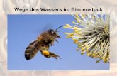 Wege des Wassers im Bienenstockimmenfreunde.de/BienenWasser.pdf · Sammelleistung eines Bienenvolkes - pro Jahr - 120 Kilogramm Nektar 25 Liter Wasser 20 Kilogramm Pollen 100 Gramm