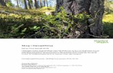 Skog i Hansjö/Orsaparser.wibergh.com/assets/files/4EARBR6HTD4G2KOH.pdf · Noppi älgskötselområde. Kontaktperson angående jakten: Nils Björklund, 070-633 70 54 Fastighetsgränser
