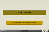 FOOD PLANTS - Bienvenido al OpenCourseWare de la ...ocw.upm.es/botanica/food-plants/contenidos/teoria/ocw-upm_food... · FOOD PLANTS FOOD PLANTS. ... Hemp Cannabis sativa Cannabaceae