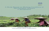 Study Report on Tea Plantation Workers-2016 · Study prepared for the International Labour Organization A Study Report on Working Conditions of Tea Plantation Workers in Bangladesh!!