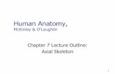 Human Anatomy, First Edition McKinley&O'Loughlin Skeleton.pdf · Human Anatomy, McKinley & O ... • Composed of 26 bones, including ... • Both males and females 12 pairs – Ribs