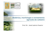 Botânica, morfologia e zoneamento agrícola do cafeeiro 2 - Botanica... · Condutividade hidráulica: caule e raiz Fisiologia radicular-MPa dm-2 hg-1 1100 Brunini & Angelocci (1998)