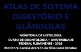 ATLAS DE HISTOLOGIA · ATLAS DE SISTEMA DIGESTÓRIO E GLÂNDULAS MONITORIA DE HISTOLOGIA CURSO DE ODONTOLOGIA – UNIVERSIDADE FEDERAL FLUMINENSE - 2016 Monitora: Larissa Azeredo