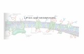 LIPIDS AND MEMBRANES -  · LIPIDS AND MEMBRANES. ... Membrane lipids include phospholipids, sphingolipids, and sterols ... Lecture13(Lipids).ppt Author: Terence Murphy