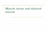 Muscle tissue and skeletal muscle - kpfu.rukpfu.ru/portal/docs/F_1023642691/Muscle.tissue.and.skeletal.muscle.… · All three levels merge at the muscle ends, and are continuous