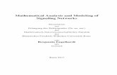 Mathematical Analysis and Modeling of Signaling …hss.ulb.uni-bonn.de/2017/4909/4909a.pdf · Mathematical Analysis and Modeling of Signaling Networks Dissertation zur ... Model development