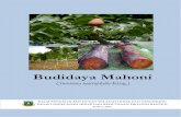Budidaya Mahoni - dlhk.bantenprov.go.id Mahoni.pdf · Mahoni (Swietenia macrophylla King.) adalah pohon penghasil kayu untuk tujuan kayu pertukangan dengan karakteristik kayu yang