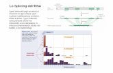 Lo Splicing dell’RNA - docenti.unicam.itdocenti.unicam.it/tmp/108.pdf · Il Macchinario dello Spliceosoma snRNA (Fattori di splicing) U1 U2 U5 U4/U6 Un singolo small nuclear RNA