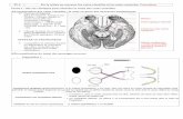 TP 4 De la rétine au cerveau, les voies visuelles et les ...beaussier.mayans.free.fr/IMG/pdf/oeil_TP4_correction.pdf · TP 4 De la rétine au cerveau, les voies visuelles et ...