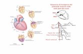 Sequenza di insorgenza dei potenziali d ’azione nelle ... Didattico/Fisiologia (Grassi)/ECG.pdf · • L’ECG èla registrazione, nel tempo, dell’attività elettrica del cuore.