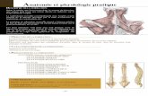 Anatomie et physiologie pratique - massage toulouse ... texte/formation anatomie physiologie.pdf · Comprendre les bases en anatomie et physiologie humaine. ... LE SYSTEME RESPIRATOIRE