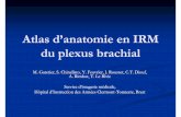 Atlas d’anatomie en IRM du plexus brachial.ppt [Mode …pe.sfrnet.org/Data/ModuleConsultationPoster/pdf/2009/1/2cb9203f-b7... · nerf thoracique long naît de C5, C6 et C7, innerve