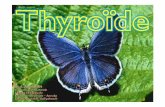« Le papillon - eddirasa.com · Dr. ABADALLAH-Thyroïde & Parathyroïdes5 ŠGlande ou corps thyroïde. ... Dr. ABADALLAH-Thyroïde & Parathyroïdes13 Anatomie de surface. Projection