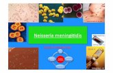 Neisseria meningidis Rifampicine - pharmaetudes.com internat/monographies-de... · Syndrôme méningé ... Purpura fulminans ou syndrome de Waterhouse‐Frederichson ...