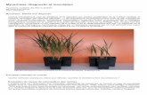 Mycorhizes: Diagnostic et inoculationmycagrolab.com/wa_files/MDI_JDF.pdf · Mycorhizes: Diagnostic et inoculation Mycorhizes, auxiliaires discrètes du jardinier par Marie-Line Haimet