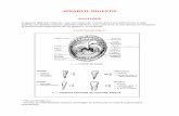APPAREIL DIGESTIF ANATOMIE - Association I …©rieur, une dépression : le foramen caecum (reliquat du point d'invagination embryonnaire de la future glande thyroïde) ; un sillon,