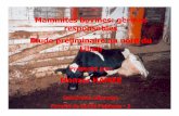 Mammites bovines: germesMammites bovines: germes ...altanmia.org/oldsite/files/ppt/mammite.pdf · Mammite= inflammation de la glande mammaire Maladie Îla plus répandue la plus coûteuse---Æqui