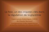 TP Le foie un des organes clés dans la régulation de la … · 2013-04-04 · Expérience du foie lavé Matériel Matériel historique 1855 Lavage du foie • A-> Réservoir d’eau