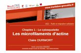 Chapitre 1 : Le cytosquelette Les microfilaments d’actineunf3s.cerimes.fr/media/paces/Grenoble_1112/durmort_claire/durmort... · Architecture des filaments d’actine dans la cellule
