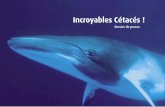 Incroyables Cétacés - Grande Galerie de l'Evolution · Baleines, dauphins, orques ou cachalots… ce sont plus de 80 espèces de cétacés qui étonnent et fascinent ! Partez à