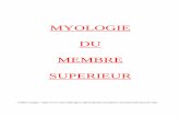 Myologie du membre supérieur - djqmfrancois.free.frdjqmfrancois.free.fr/AuP1complet/wp-content/uploads/Myologie-du... · Muscle infra épineux (Coiffe de l’épaule / des rotateurs)