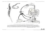 PCEM2 – MB7 – Biologie Médicale – Parasitologie ...cochlea.iurc.montp.inserm.fr/.../Annexes_Helminthes.pdfPCEM2 – MB7 – Biologie Médicale – Parasitologie : Helminthes