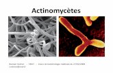 Actinomycètesroneo07.free.fr/Actinobacteria.pdf · mise en évidence de bactéries corynéformes Gram + dans le pus Traitement : abcès superficiels : parage + désinfection abcès