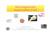 Microorganismes responsables d’IAS · Une infection est dite associée aux soins ... • Coccigram+ en courte chainette ... (urinaire, cutanées, pulmonaires…) ...