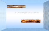 5. BOULANGERIE, PATISSERIE · irh ingénieur conseil fiche activite boulangerie, pÂtisserie etude pme - pmi page 4 5- boulangerie, patisserie i - presentation de l'activite