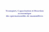 Transport, Capacitation et Reaction acrosomique des ...stephanelarre.free.fr/PDF/9.pdf · Mouvement de la tête des spermatozoïdes humains David et al , 1981 ... - Capacité à fusionner