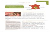 Les graines germées - agriculture-moyenne-montagne.orgagriculture-moyenne-montagne.org/IMG/pdf/Graines_germees.pdf · de désintensification de son système et d’autonomie alimentaire