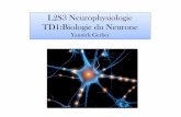 L2S3 Neurophysiologie TD1:Biologie du Neurone · TD1:Biologie du Neurone Yannick Gerber . Plan I. Le neurone: unité fonctionnelle de système nerveux II. Le fonctionnement des neurones