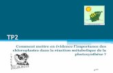 Comment mettre en évidence l’importance des …svt-dalaine.fr/svt/IMG/pdf/2nde_TP2_photosynthese_et_chloroplastes.… · Comment mettre en évidence l ... •Ainsi la photosynthèse