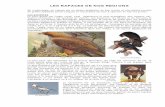 LES RAPACES DE NOS REGIONS - blog.cpi-plongee.frblog.cpi-plongee.fr/Documents/Bio/rapaces.pdf · Mammifères, micromammifères, poissons, oiseaux, invertébrés, qu'ils soient vivants