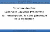 Structure du gène Eucaryote , du gène Procaryote la ...univ.ency-education.com/uploads/1/3/1/0/13102001/genetique1an16... · Structure du gène Eucaryote , du gène Procaryote la