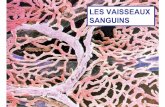 LES VAISSEAUX SANGUINS - somasimple.com · PLAN DU COURS: LES VAISSEAUX SANGUINS (chap.20) ... Lieu où se font les échanges entre le sang et les cellules.