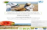Importance des adventices dans l’écologie de l ... · Rapport de stage M1 ... d’intégrer leur agréable « petite » équipe d’entomologie de l’INRA du ... 2001), là où
