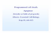 Programmed cell death. Apoptose - Københavns … kapitel 18... · 18_18_sculpts_digits.jpg Programmeret celledød eller apoptose er en central proces der styrer udviklingen af multicellulære