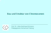 Bau und Struktur von Chromosomen - home.ph … · Inaktivierung des X-Chromosoms und die Schildplatt-Katze ... B. Stück Chromatin, das experimentiell nach der Isolierung gestreckt